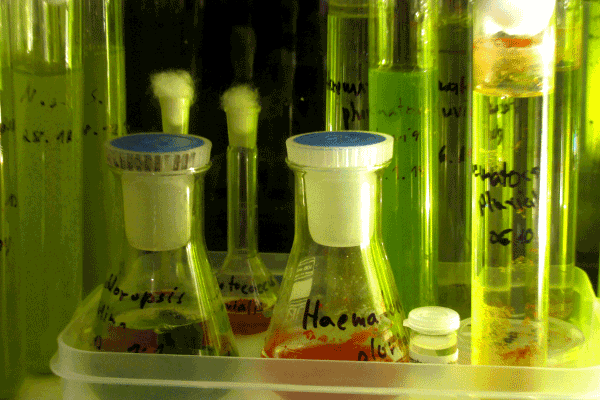 Experimente mit Aquakultur relevanten Algen, hier Hämatococcus im Grünstadium, zur Schaffung einer Aquaponics ähnlichen semi-geschlossenen Kreislaufanlage. Umdenken verlangt Suche nach integraler Aquakultur bzw. nachhaltiger Aquakultur.